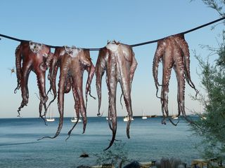 Lecker-oktopus-7d15d78d-2cc1-4076-b885-9d766257c081